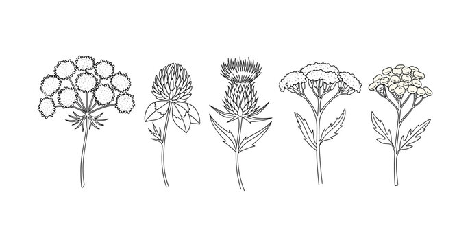 Variety of wildflowers: illustrated common yarrow, thistle, red clover, tansy, and scotch thistle
