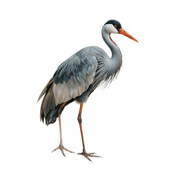 Obraz premium Gray Heron Stands Tall Against a White Background While Looking for Food