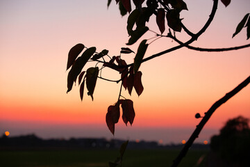 Silhouette of a tree and a bird against a vibrant orange sunset sky over a mountain landscape