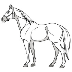 Graceful Horse Animal Vector Illustration