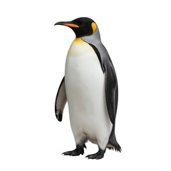 Fototapeta premium Penguin Standing on a White Surface With a Clear View in a Studio Setting