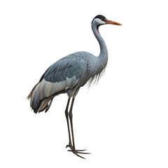 Fototapeta premium Large Crane Stands Tall on a White Background During a Sunny Day