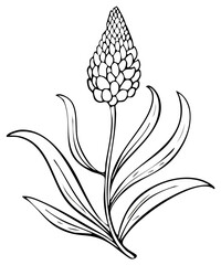 Black and white line art illustration of flower with long leaves on white background