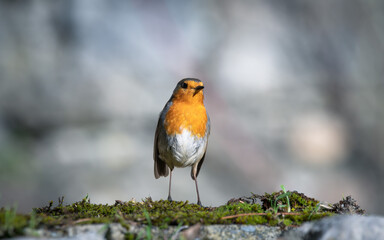 Closeup of european robin standing on the ground with blur background