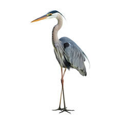 Obraz premium Great Blue Heron Standing on One Leg in a Natural Setting During Daytime