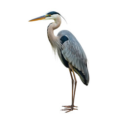 Obraz premium Great Blue Heron Stands Tall by the Water in Natural Light During Daytime