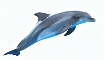 Graceful Bottlenose Dolphin Leaping Isolated on White © buivan
