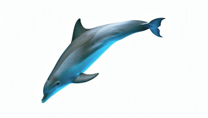 Fototapeta premium Graceful Dolphin Leaping on White Background