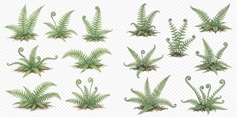 Collection of various green fern plants with curled fronds and unfurling leaves. © Akun