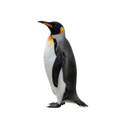 Obraz premium Penguin Standing on White Background With Focus on Features and Colors