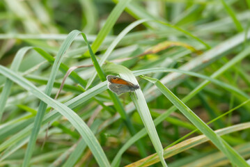 Small Heath (Coenonympha pamphilus) butterfly sitting on a grass blade in Zurich, Switzerland