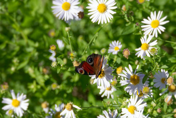 European peacock butterfly (Aglais io) sitting on a daisy in Zurich, Switzerland © Janine