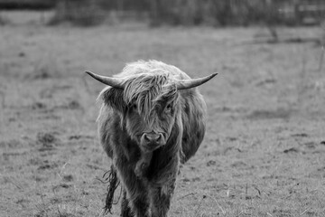 Highlandrind im Freiland