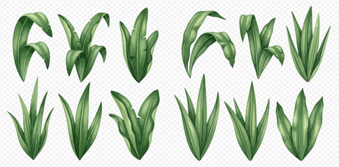 Set of green tropical leaves and grass elements on transparent background, vector illustration.
