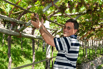 Smiling man harvesting ripe grapes in a sunny vineyard, surrounded by lush green vines, representing agriculture, winemaking, rural lifestyle, and harvest season.