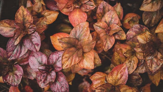 Vibrant red, orange, and brown bloodleaf foliage displays rich textured autumnal hues, enhancing garden aesthetics with exotic decorative natural beauty.