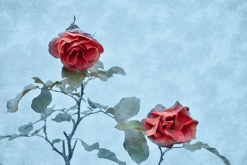 Roses partly frozen Icy background