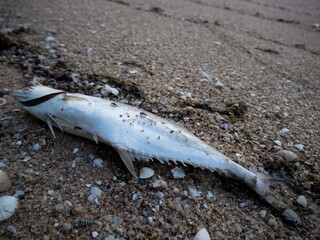 dead fish on the beach