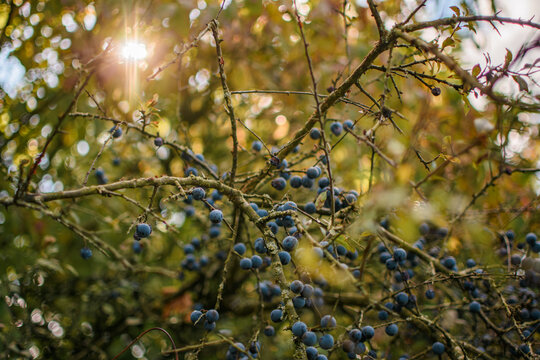 Balue Beeren Schlehe