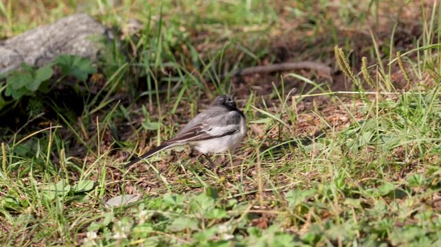 A white wagtail stands on a stone