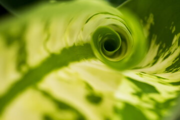 Fibonacci essence in nature; the growth spiral of the dumbcane leaf; Dieffenbachia Seguine