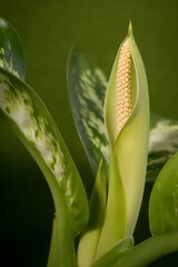 Inflorescence of the dogwood; Dieffenbachia Seguine