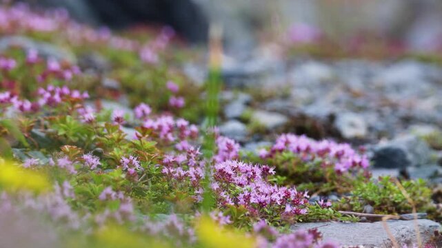 Blooming sticky catchfly or Viscaria vulgaris