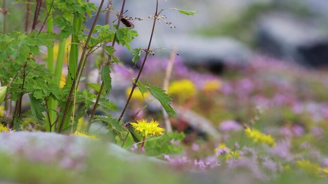 A close-up of a blooming sedum. Altai.