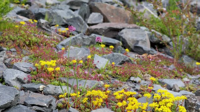 A close-up of a blooming sedum. Altai.