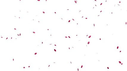 Romantic rose petals rain overlay for wedding and valentine's day. beautiful falling flower petals animation with transparent background loop.