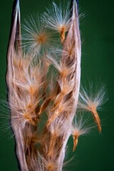 Structure of an open oleander fruit with pod and flying seeds; Nerium Oleander