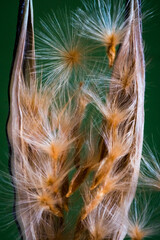 Structure of an open oleander fruit with pod and flying seeds; Nerium Oleander
