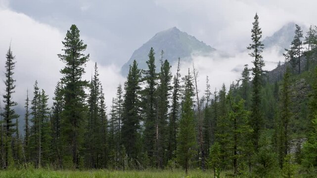 Picturesque mountain valley with forest and snow-capped mountains in the background