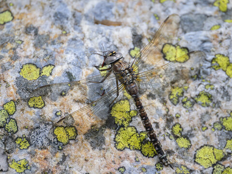 Dragonfly azure hawker perched on stone in summer Austria