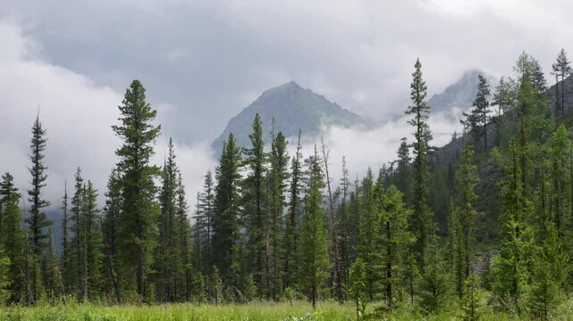 Picturesque mountain valley with forest and snow-capped mountains in the background