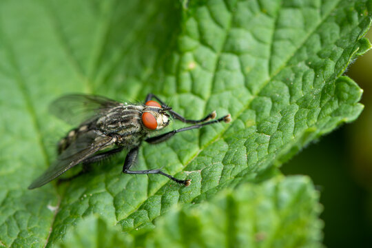 Macro shot of fly resting on green leaf surface