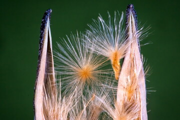 Structure of an open oleander fruit with pod and flying seeds; Nerium Oleander