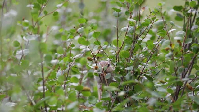 A chipmunk eating a honeysuckle berry. Close-up.
