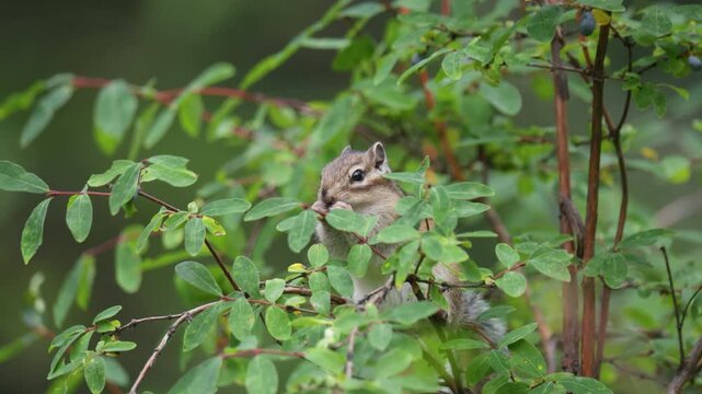 A chipmunk eating a honeysuckle berry. Close-up.