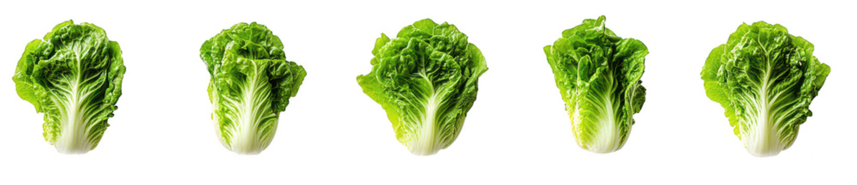 A arrangement of fresh romaine lettuce heads displayed in a row against a clean white background. their crisp texture and rich green color. ideal for culinary use