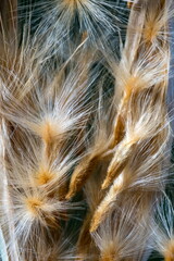Structure of an open oleander fruit with pod and flying seeds; Nerium Oleander
