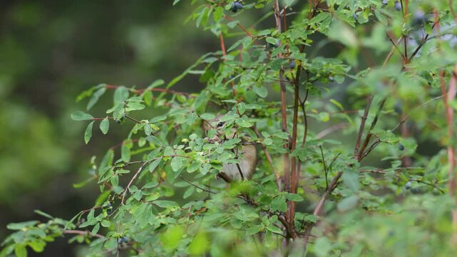 A chipmunk eating a honeysuckle berry. Close-up.