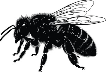Detailed bee silhouette illustration, black white insect vector, flying honey bee outline, vintage engraving style, nature wildlife graphic design © Santo's World
