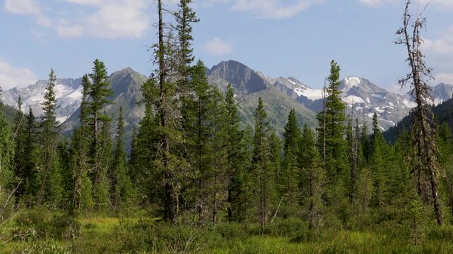 Picturesque mountain valley with forest and snow-capped mountains in the background