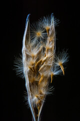 Structure of an open oleander fruit with pod and flying seeds; Nerium Oleander