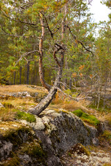 Northern landscape with , forest, pine trees, rocks and moss