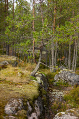 Northern landscape with , forest, pine trees, rocks and moss