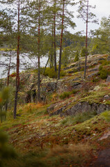 Northern landscape with a lake, forest, pine trees, rocks and moss
