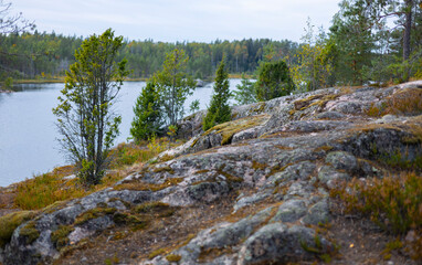 Northern landscape with a lake, forest, pine trees, rocks and moss