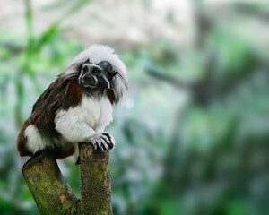 Eastern Black and White Colobus